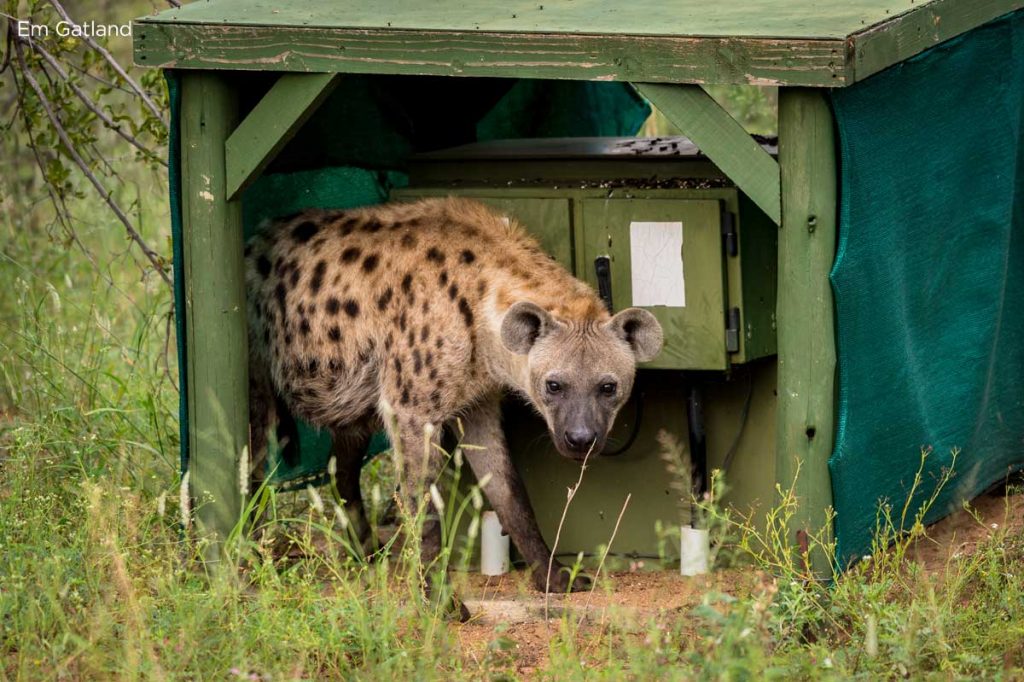 Hyena Hiding