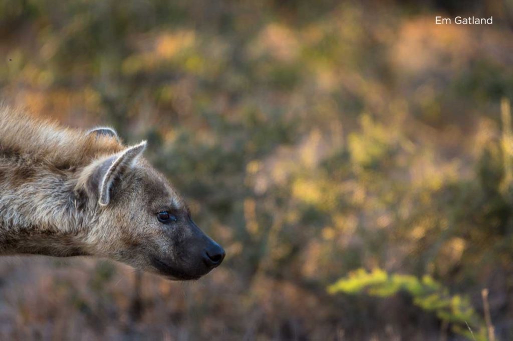 Hyena in the Bushveld