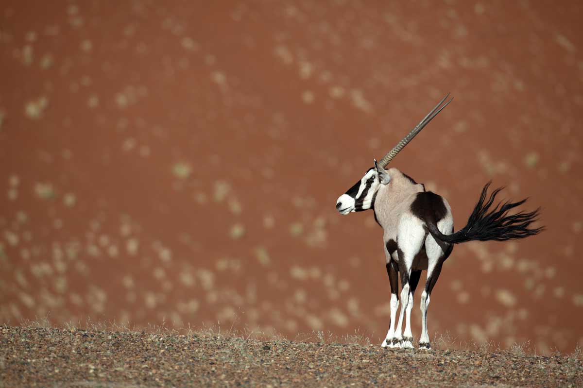 Sossusvlei Namibia Oryx