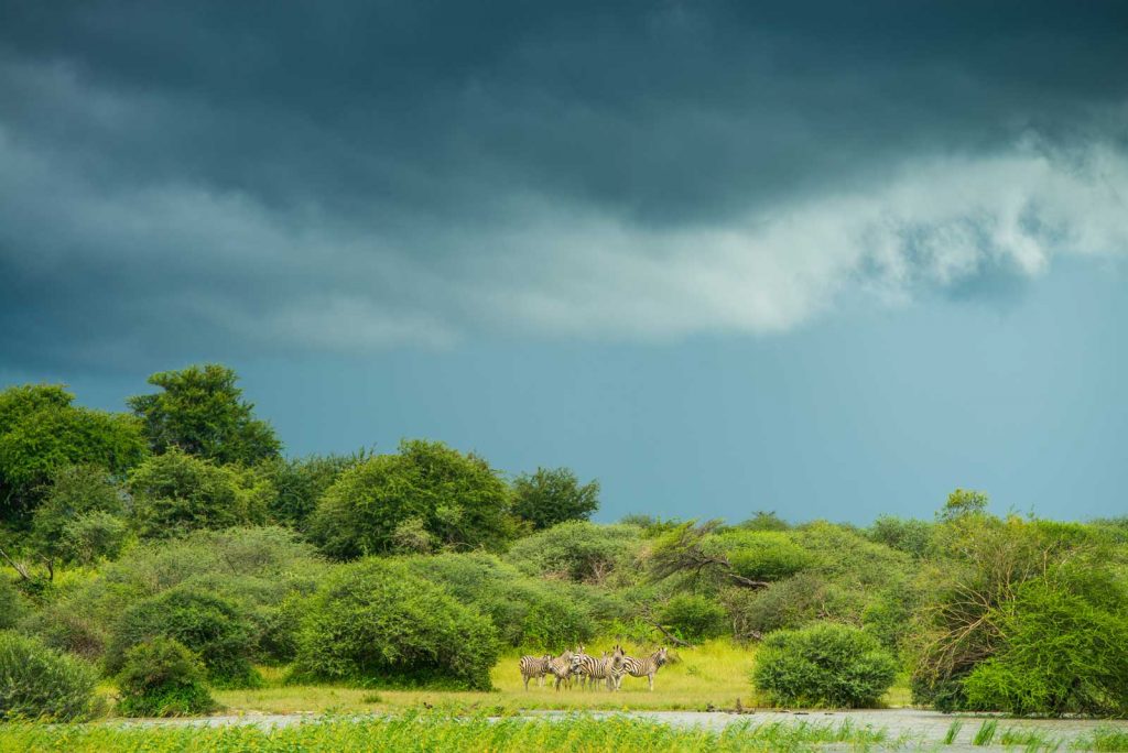 Zebra and approaching thunderstorm by Shannon Wild