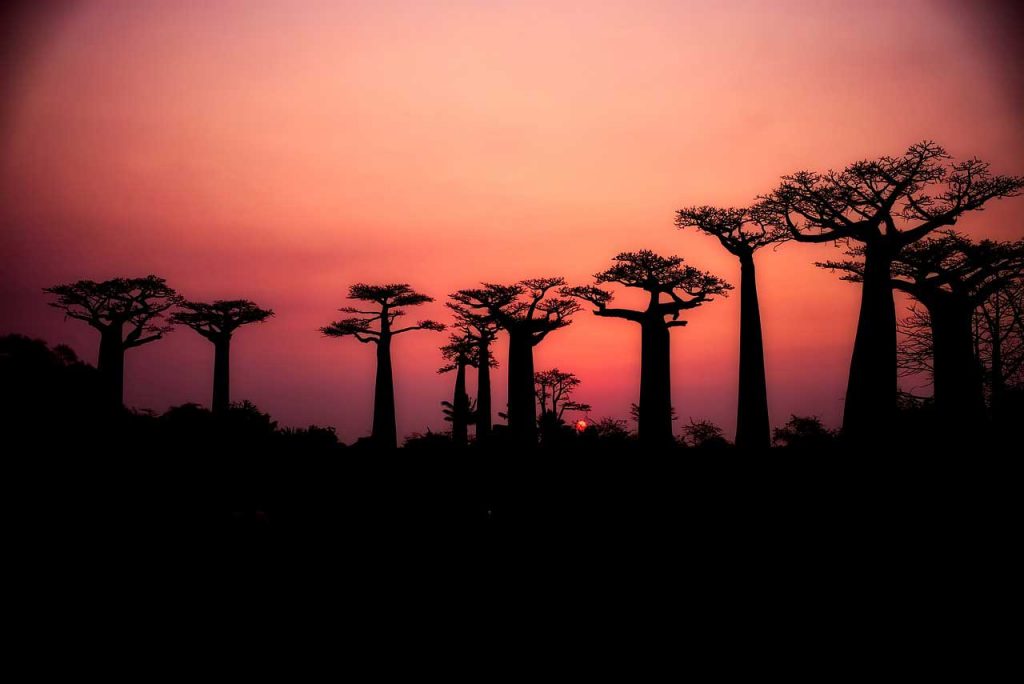 Avenue of Baobabs