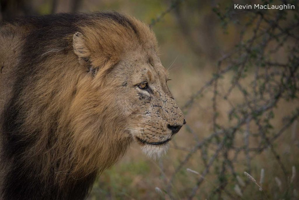 One of the Trilogy male lions