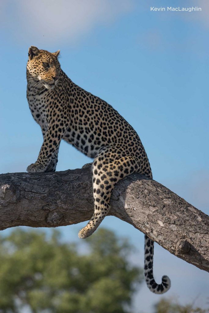 Leopard strikes a pose