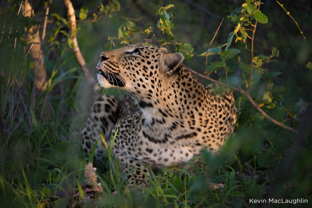Beautiful female leopard