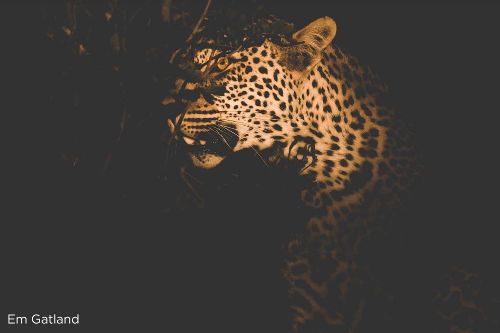 Leopard in the dark