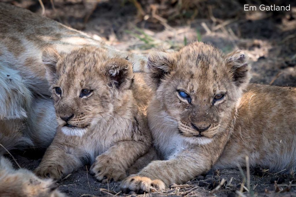 Lion cubs in Savuti