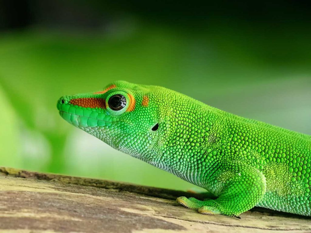 Madagascan day gecko