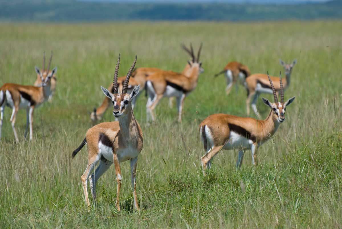 Credit :By Paul Mannix - Thompson's gazelles, Masai Mara, Kenya, CC BY-SA 2.0, https://commons.wikimedia.org/w/index.php?curid=2613803