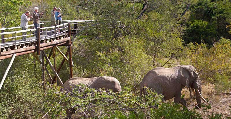 Ezulwini Elephants Skywalk