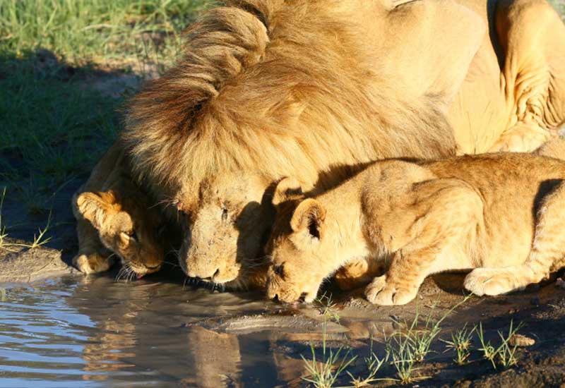 Kwara Drinking Lions
