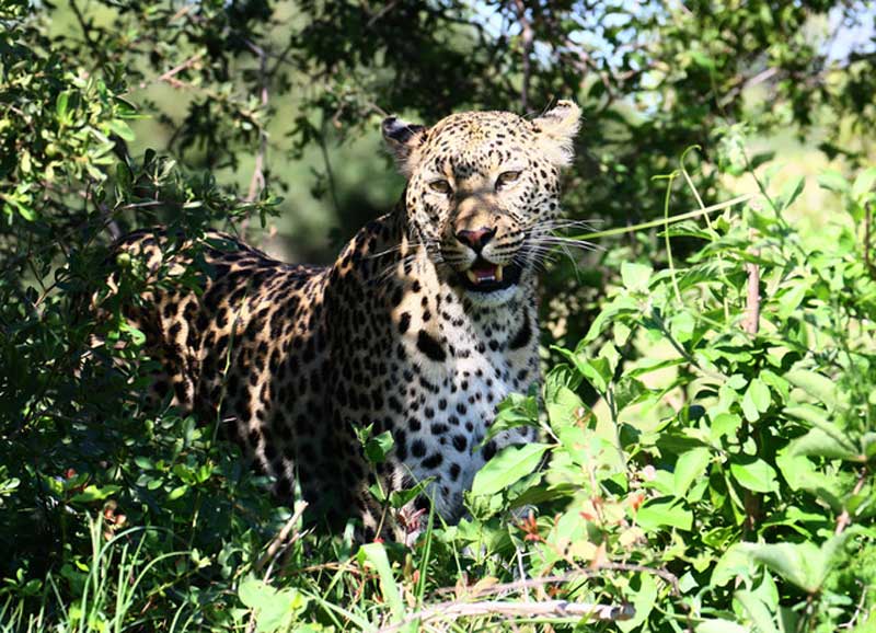 Leopard Kwara