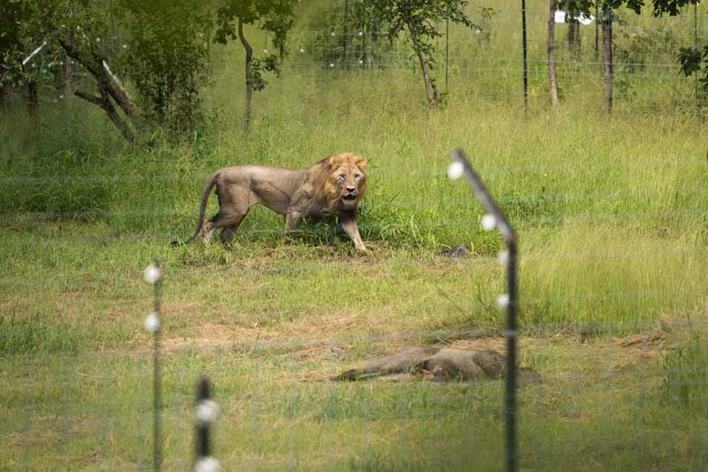 Lions relocated to Liwonde National Park