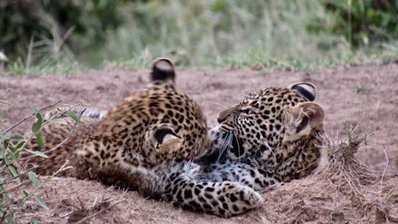 Cheetah Cubs East Africa