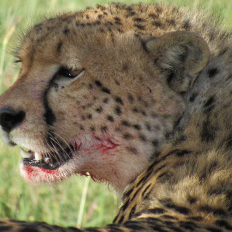 Cheetah East Africa
