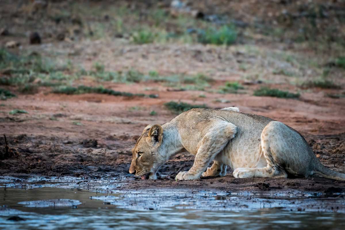 Lioness Drinking - Em Gatland