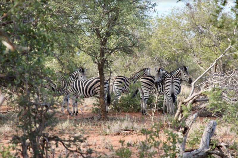 nThambo Zebras