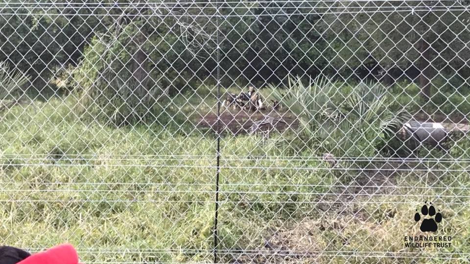 Wild dog relocation to Gorongosa National Park