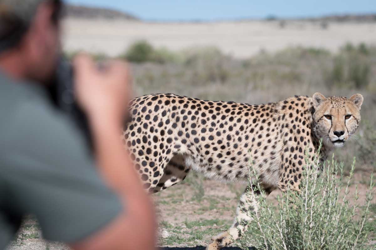 Roam Wildlife Cheetah