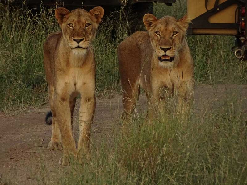 Lions of the Sabi Sand