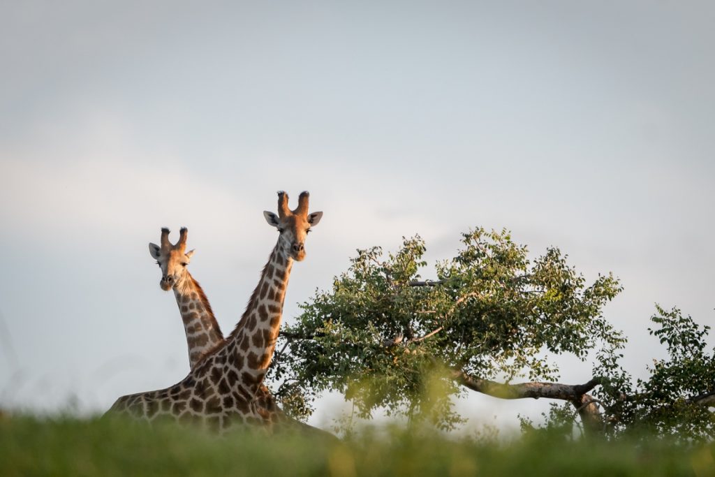 ©Em Gatland Maseke Game Reserve
