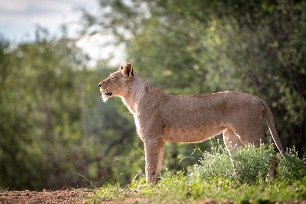 ©Em Gatland Maseke Game Reserve