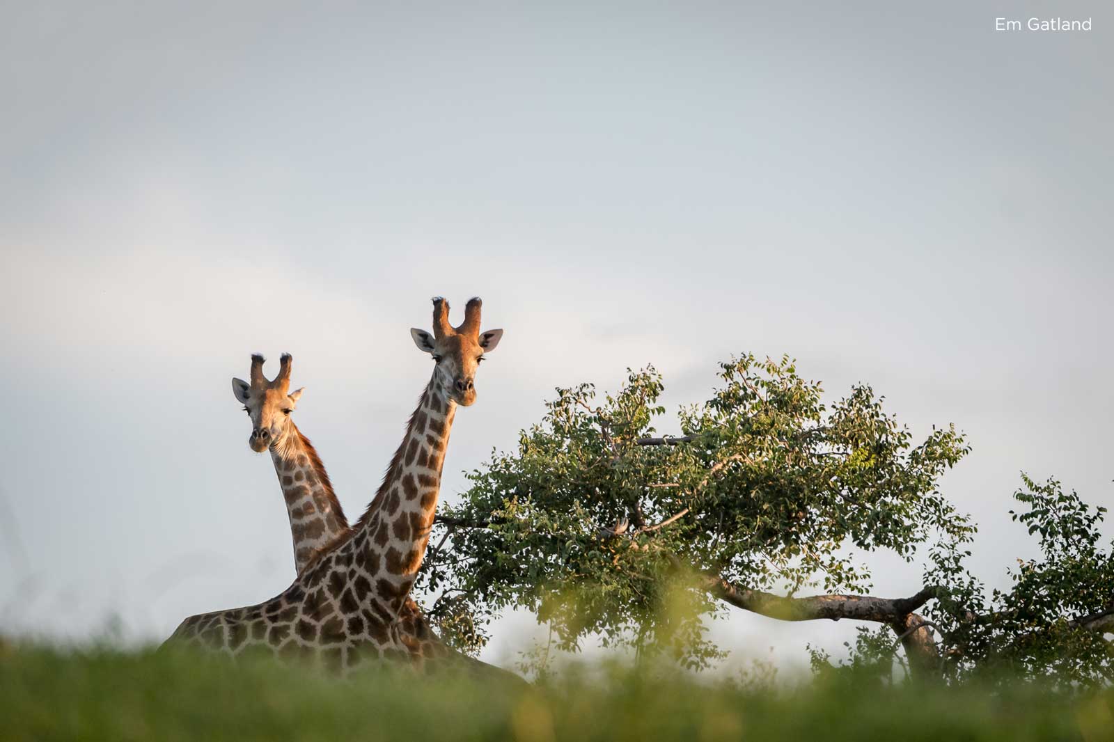 Couple of Kruger Giraffe