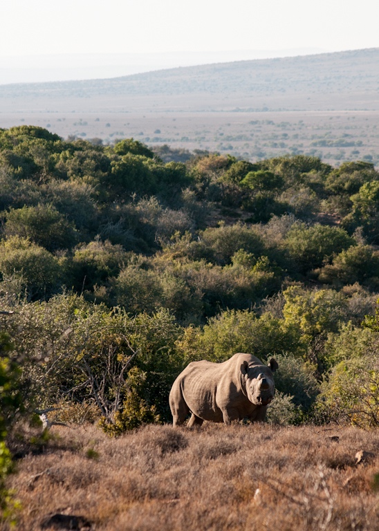 Black rhino at Samara Private Game Reserve