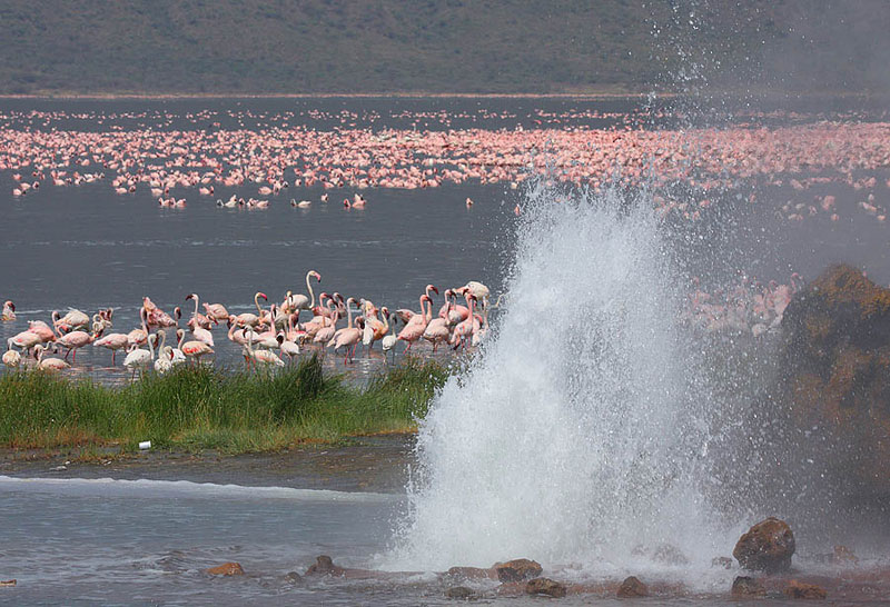Bogoria Flamingos