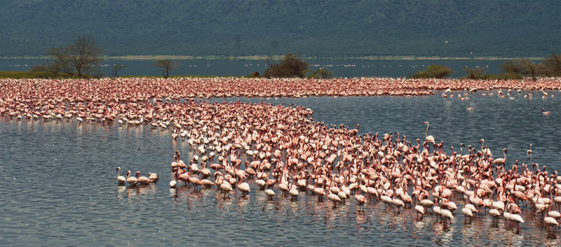 Flamingoes in Kenya