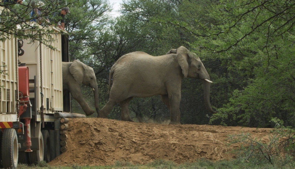 © Mark van Coller elephant release Samara