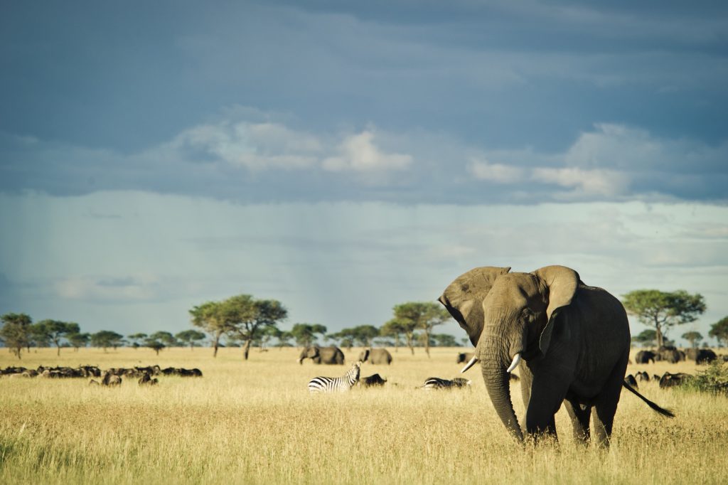 Serengeti House elephant