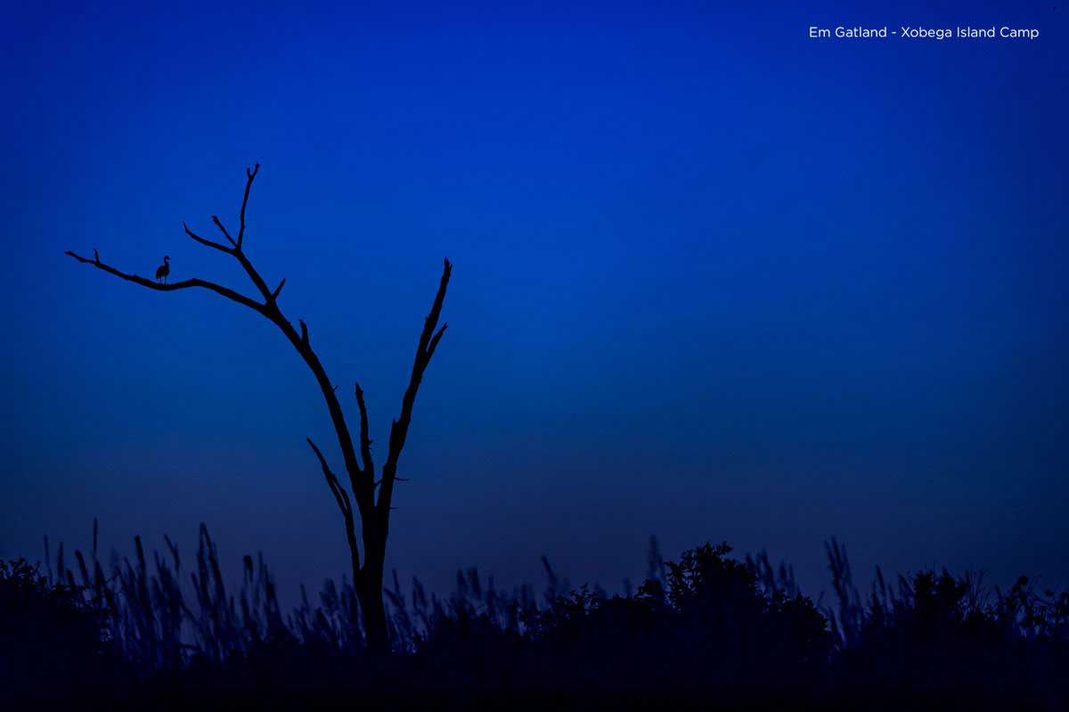 Midnight Blue Okavango Delta