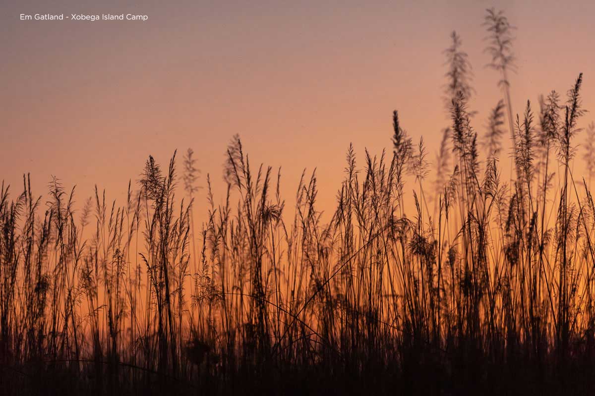 Reed Lined Okavango Delta