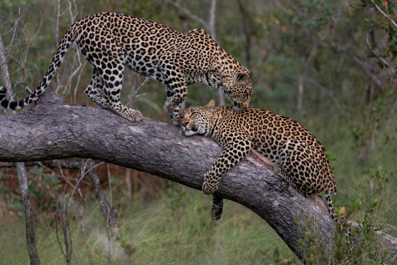 Umkumbe Leopard