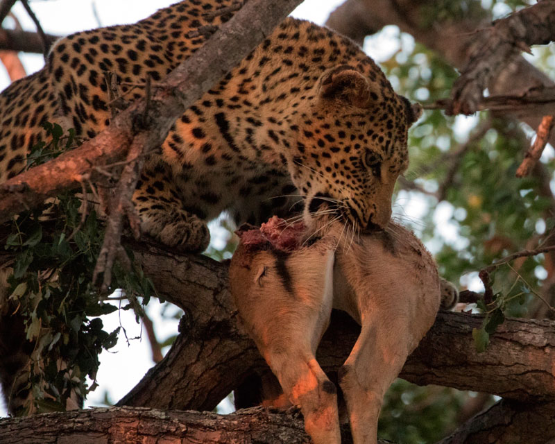 XANATSENI Leopard Kill