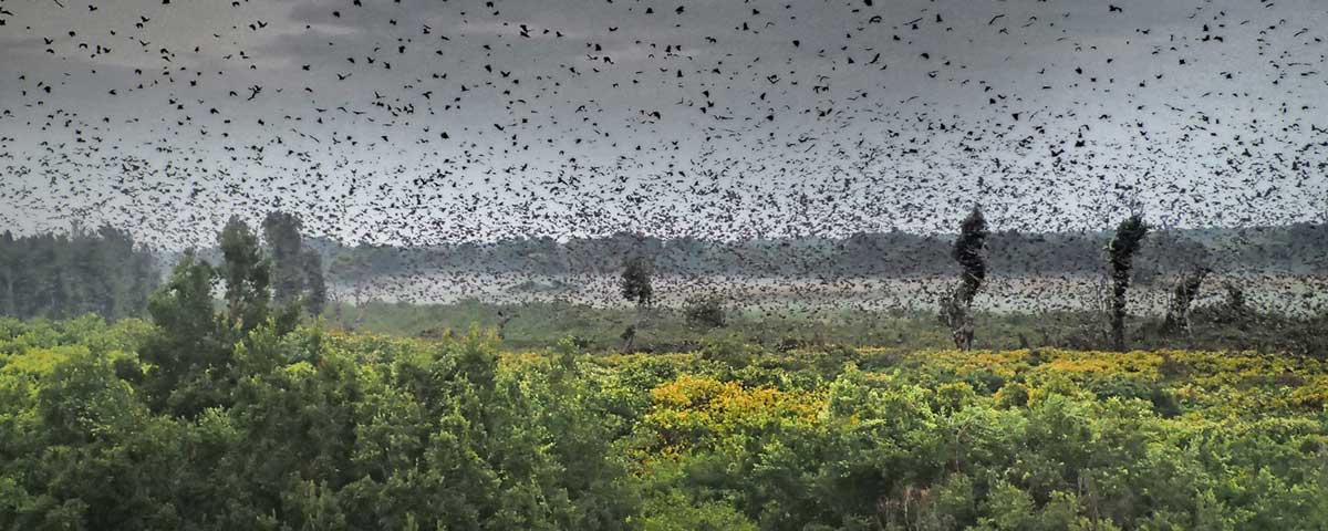 Bat Migrations in Zambia