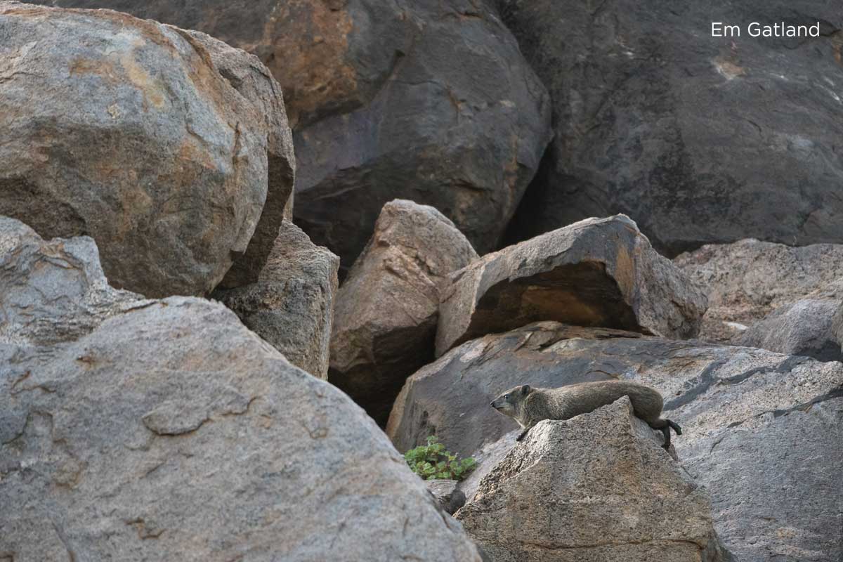 Dassie on Rocks