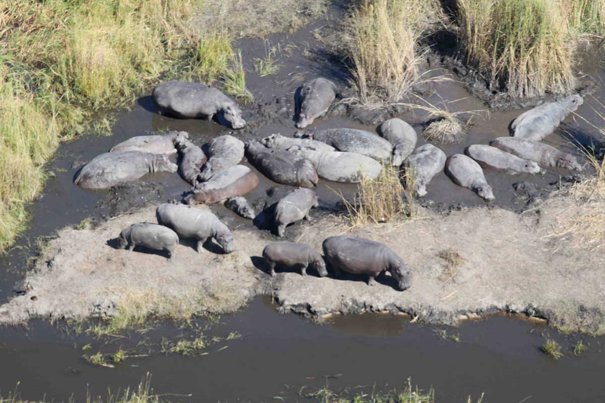 Bloat of Hippo in Okavango Delta