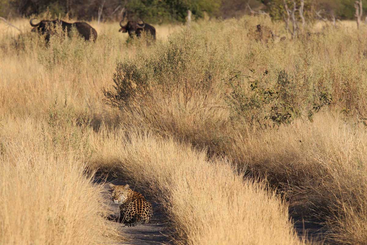 Leopard in Okavango Delta