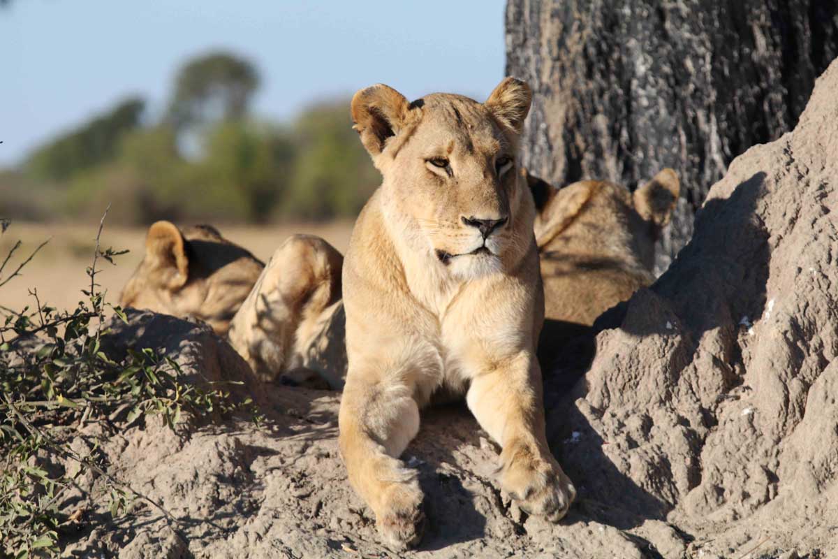 Lions in the Okavango Delta