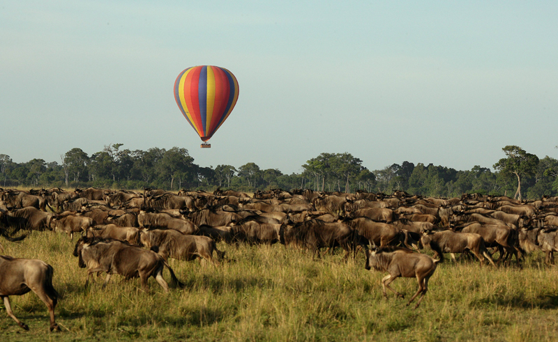 Masai Mara Balloon Wildebeest Migration