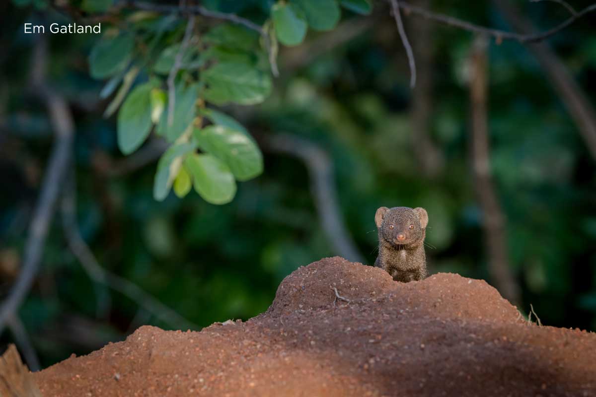 Dwarf Mongoose Termite Mound