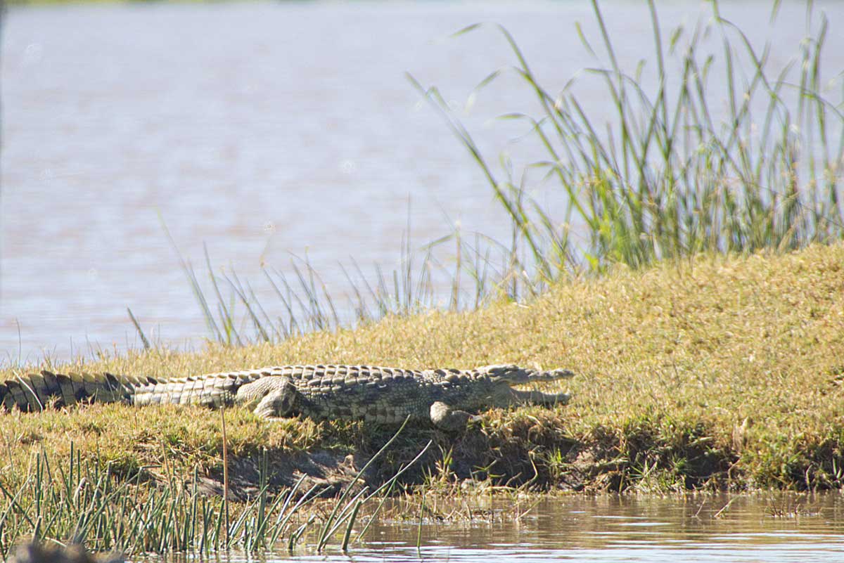 Crocodile Moremi National Park - Nik Simpson