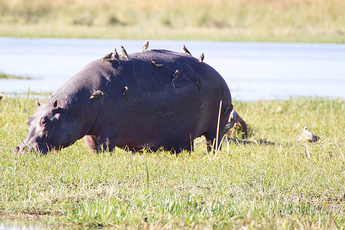 Hippo in Moremi - Nik Simpson
