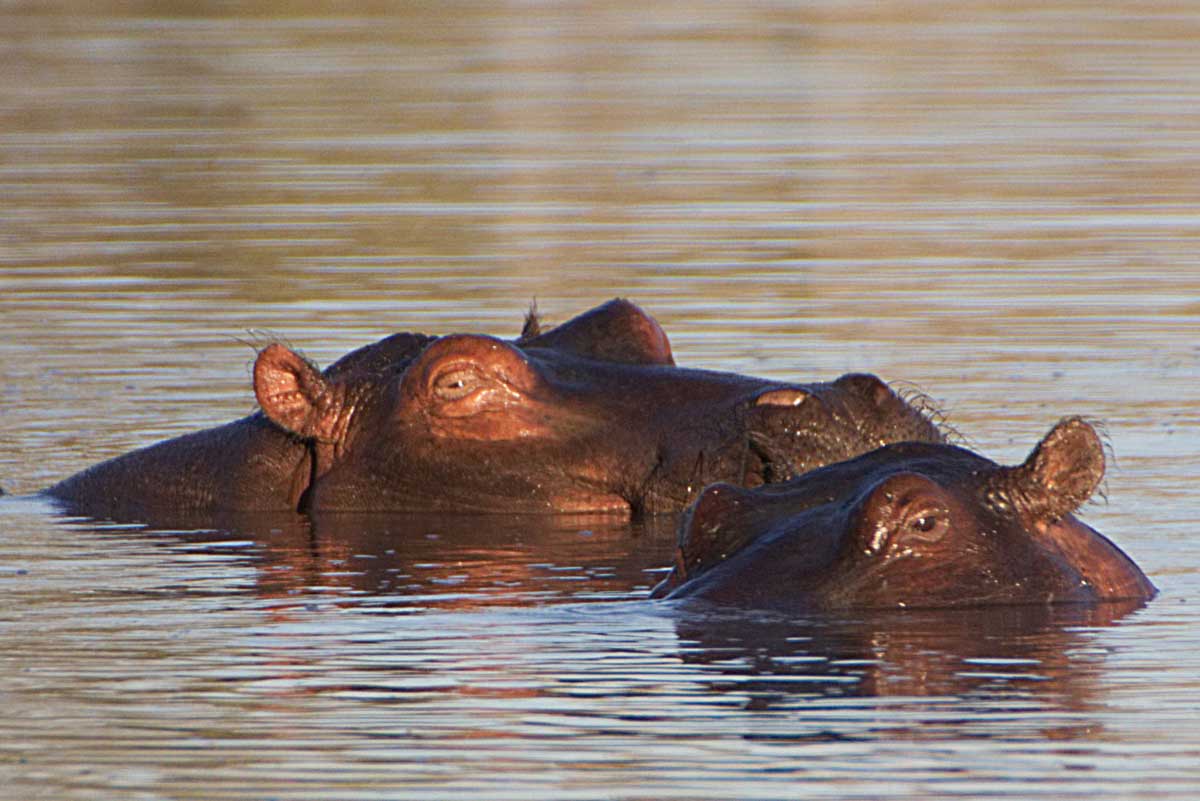 Hippo in Waterhole - Nik Simpson