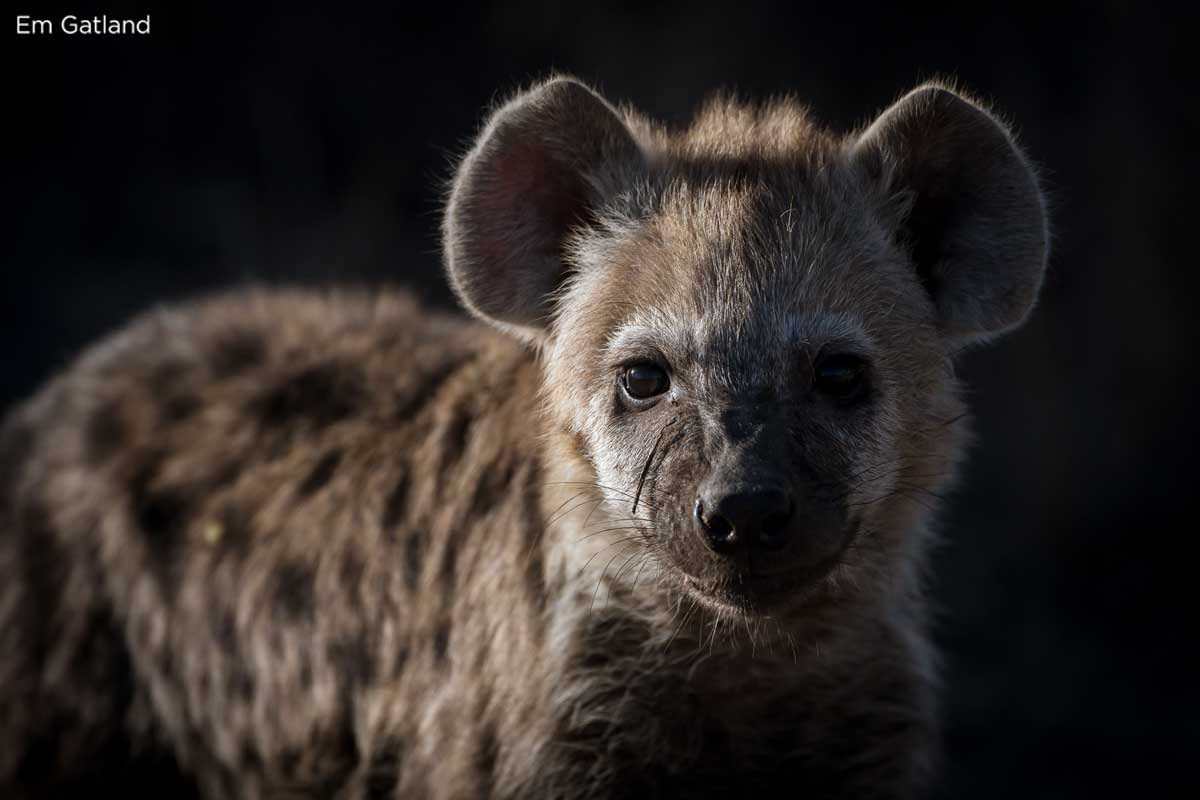 Hyena - Em Gatland