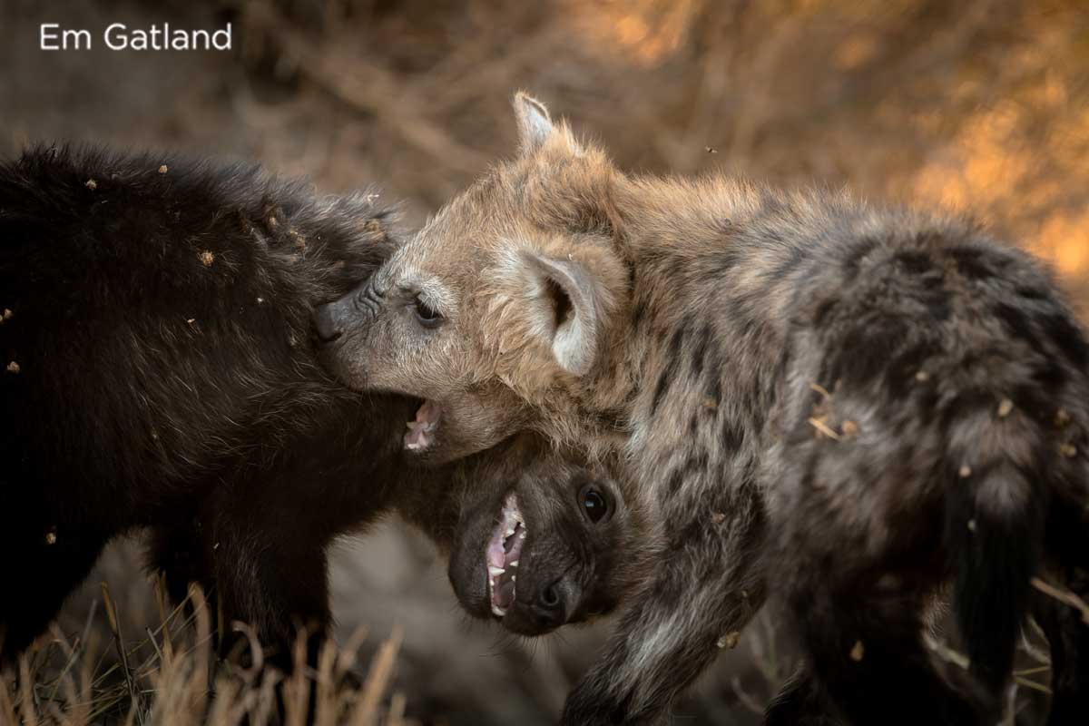 Hyena Cubs - Em Gatland
