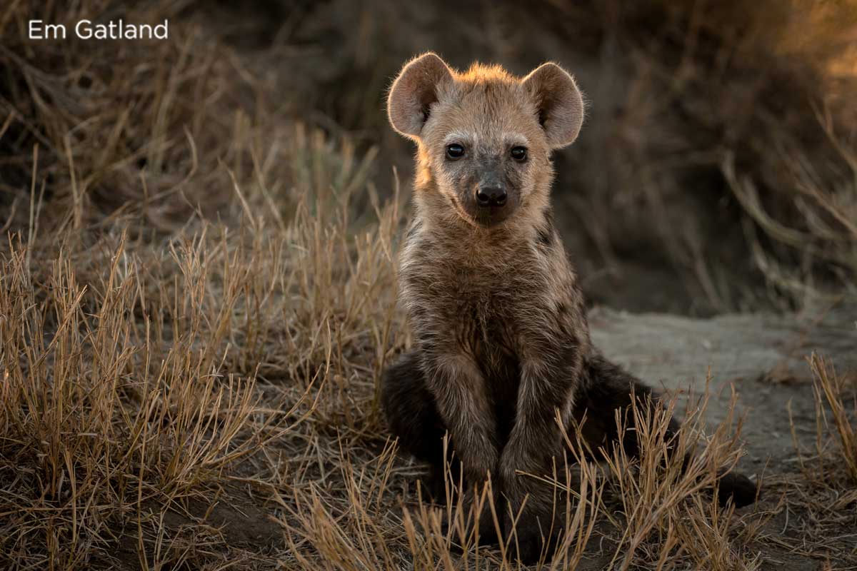 Hyena Cub in the Wild - Em Gatland