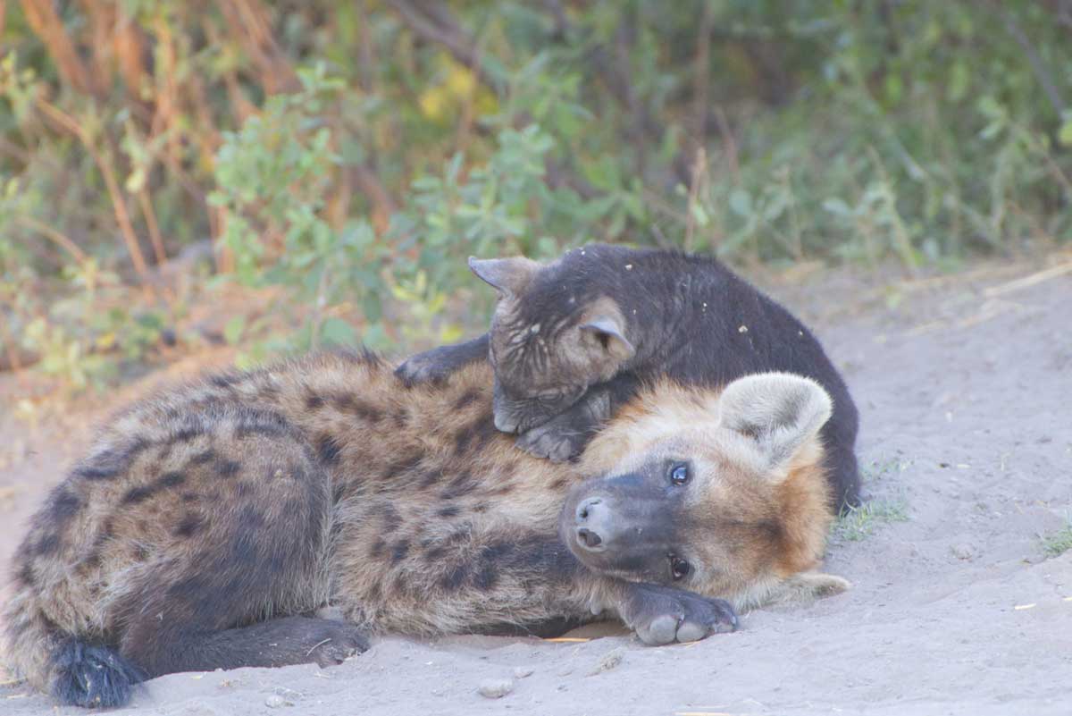 Savuti Hyena Cubs - Nik Simpson