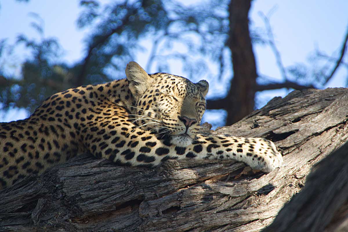 Leopard in the Savuti Region